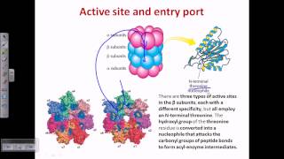 Proteasome and protein degradation [upl. by Davide]