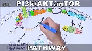 PI3kAKTmTOR Pathway [upl. by Star21]