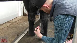 Complete Beef Cattle Fitting Tips from Nasco amp CD Show Cattle [upl. by Amahs175]