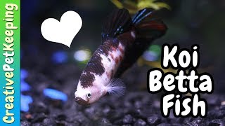 How to Condition Betta Fish for BreedingSpawning [upl. by Lunseth234]