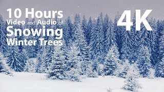 4K 10 hours  Snowing on Winter Trees  relaxing gentle calming [upl. by Bailie]