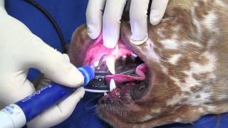 Professional Teeth Cleaning in a Dog or Cat [upl. by Mohamed923]