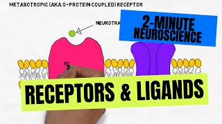 2Minute Neuroscience Receptors amp Ligands [upl. by Alahc932]