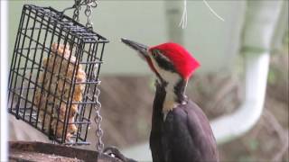 Pileated Woodpecker Call [upl. by Brig]