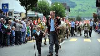 Alpabzug Ennetbürgen 2016 [upl. by Ahsaz]