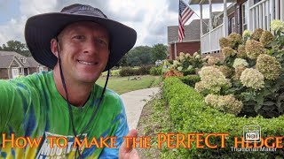 How to prune the PERFECT boxwood hedge  Boxwoods [upl. by Dag]