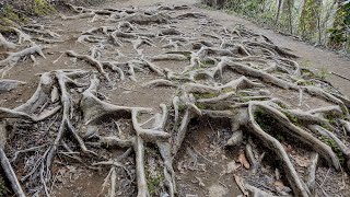 Roots Plant Structure and Function [upl. by Crystal]