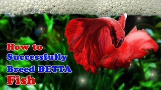 How to Breed Betta Fish  Breeding Over Halfmoon Betta [upl. by Enyrat765]