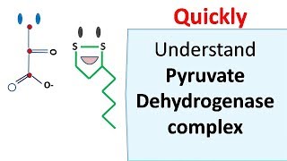 Pyruvate dehydrogenase complex [upl. by Aikkan]