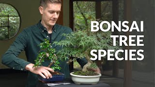 Bonsai tree species [upl. by Nnyleve]