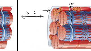 Sarcoplasmic Reticulum and T Tubules [upl. by Barthold667]