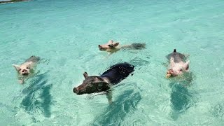 WHEN PIGS SWIM THE FILM EXUMA BAHAMAS [upl. by Gnik]