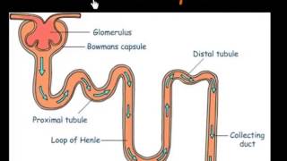 Function of Nephrons [upl. by Anais]