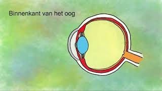 Het oog onderdelen en functies [upl. by Encrata666]