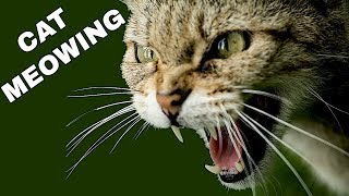 Cat Sound Effect  Cat Meowing [upl. by Gagne419]