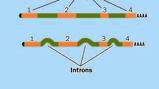 PostTranscriptional modification mRNA  RNA Processing [upl. by Siul26]