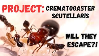 Cute but EVIL Crematogaster scutellaris [upl. by Irtimd]