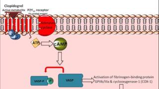 Clopidogrel  Mechanism of Action [upl. by Ociral656]