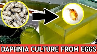 HOW TO HATCH DAPHNIA EGGS  HOW TO CULTURE DAPHNIA [upl. by Ennayoj]