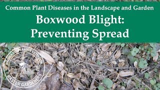 Boxwood Blight Preventing Spread [upl. by Eineeuq]