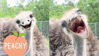 You Can’t Look At Ostriches Without Laughing  Funny Fails [upl. by Latta]