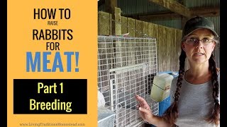 How to Raise Rabbits for Meat Part 1 Breeding [upl. by Letniuq]