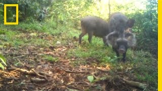 Rare Pigs Caught on Video for the First Time  National Geographic [upl. by Dorsy684]