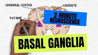 2Minute Neuroscience Basal Ganglia [upl. by Allyce]