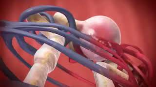 Glomerular Filtration animation [upl. by Alvarez920]