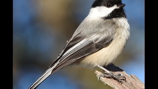 Blackcapped Chickadee calling quotPhoebequot [upl. by Shep356]