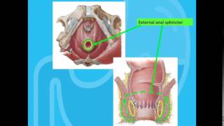 Fecal Incontinence  therapy [upl. by Bibeau]