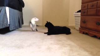 Cat Ferret play fighting [upl. by Hoban486]