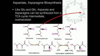 Aspartate Asparagine Biosynthesis [upl. by Neelrak]