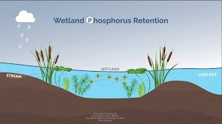 How Wetlands Work [upl. by Kelula]