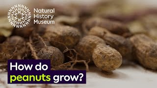 How do peanuts grow  Surprising Science [upl. by Dammahom164]