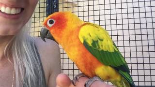 Sun Conure Talking  Lily [upl. by Ellehcsar]