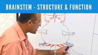 Brainstem  Structure and Function  Neuroanatomy [upl. by Yelik663]