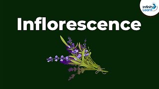 Types of Inflorescence  Morphology of Flowering Plants  Dont Memorise [upl. by Ylas568]