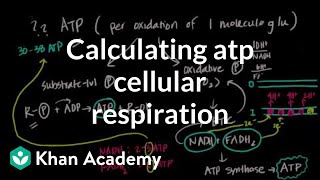 Calculating ATP Produced in Cellular Respiration [upl. by Lesser]