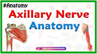 Axillary nerve Anatomy  Origin Course Branches innervation  Usmle Step 1 Anatomy [upl. by Dodds]