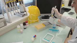 IDvet tutorial How to perform an ELISA test protocol for poultry testing [upl. by Scott]