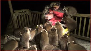 Mobbed by Raccoons 25 Tuesday Night 03 Nov 2020 [upl. by Atteuqaj]