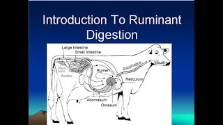 Digestive System of Ruminant Animals [upl. by Hedvah]