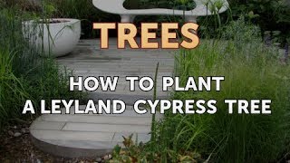 How to Plant a Leyland Cypress Tree [upl. by Yojal]