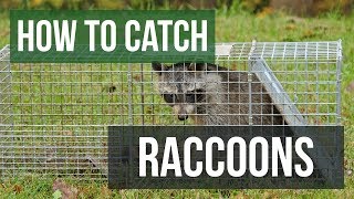 How to Catch a Raccoon with a Live Animal Trap [upl. by Nilerual]