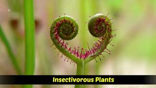 Heterotrophic Plants  Saprophytic  Parasitic  Insectivorous plants [upl. by Namyw]