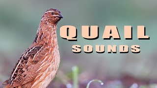 Common Quail Bird sounds from summer meadow [upl. by Dahij]