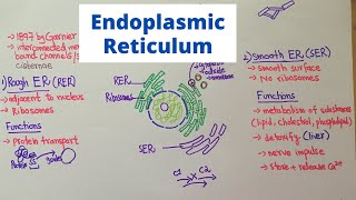 Structure and Function of Endoplasmic Reticulum [upl. by Michell]