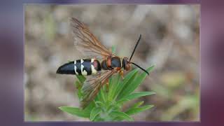 Sphecius Speciosus [upl. by Dric]