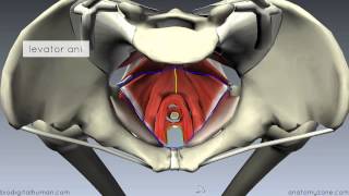 Pelvic Floor Part 1  The Pelvic Diaphragm  3D Anatomy Tutorial [upl. by Dnalkrik]